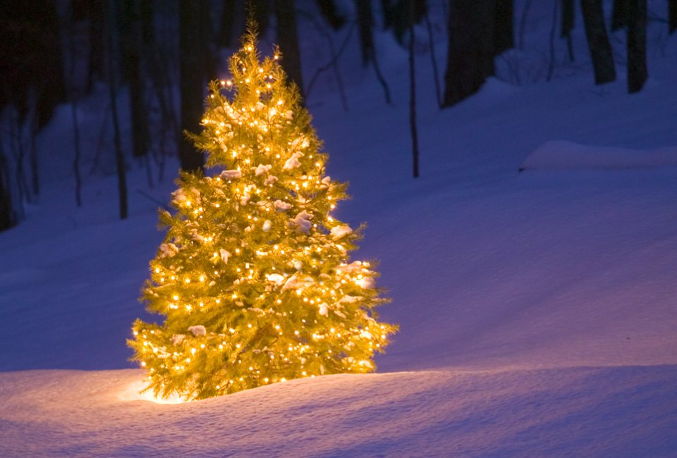 Cut your own tree this year at one of these Christmas tree farms near Chicago. Photo courtesy of Comstock Images