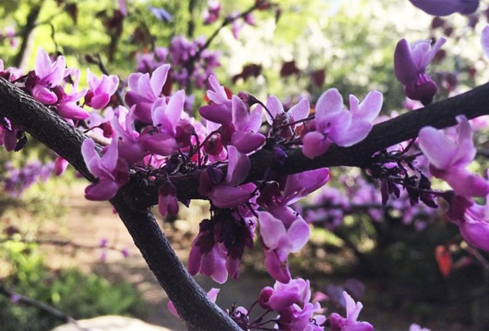 The Cora Hartshorn Arboretum is home to hundreds of plant species and almost as many migrating birds.