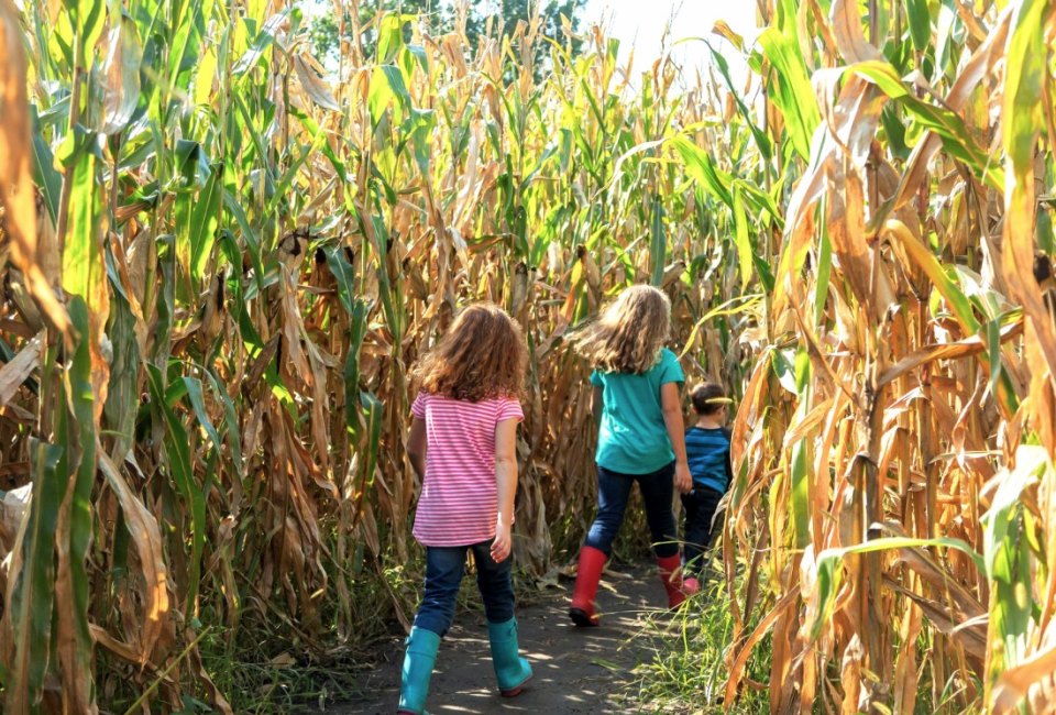 Get lost in a corn maze this weekend at Alstede Farms. Photo by Canva
