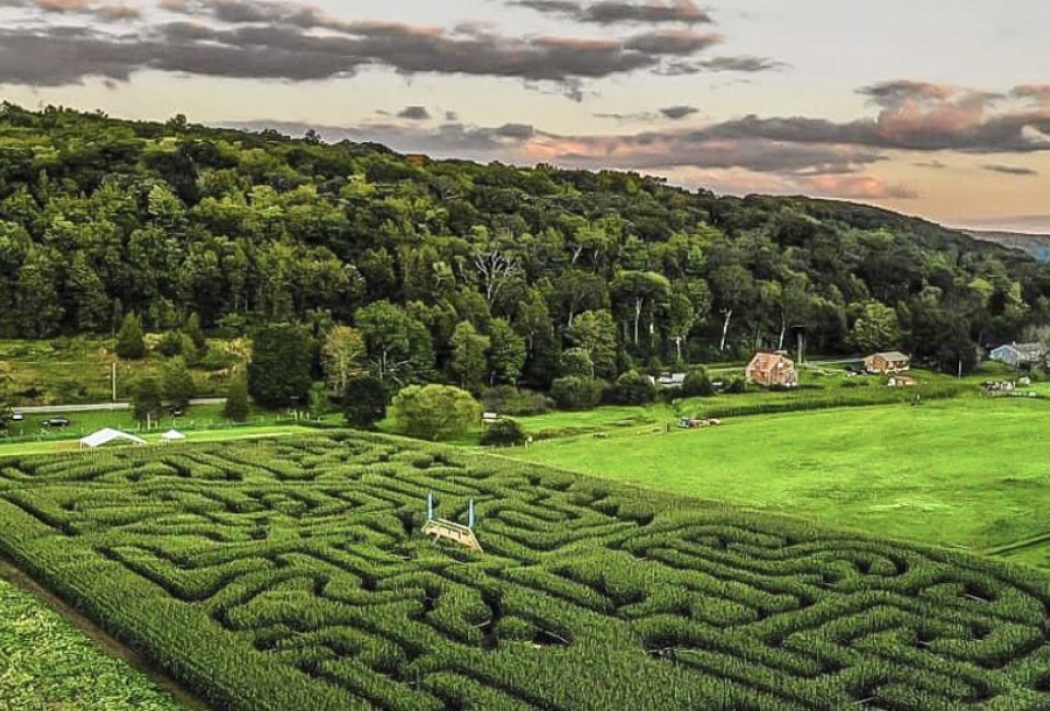Photo of a dense CT corn maze at the bottom of a hill.