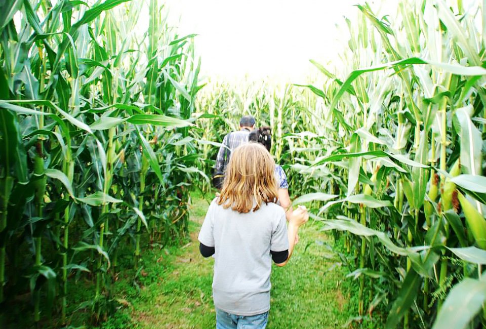 A family explores the corn maze at Alstede Farms
