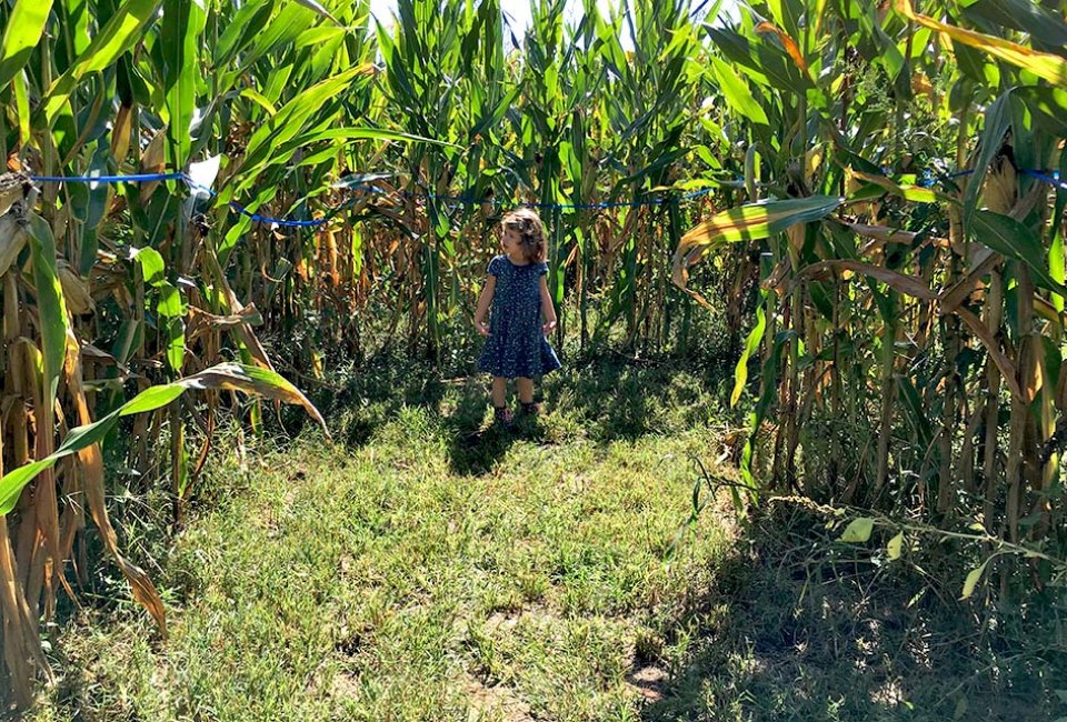Get lost in Alstede Farm's corn maze. Photo by Rose Gordon Sala