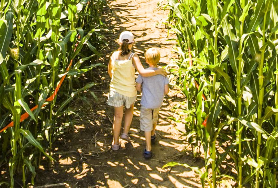 Image of two people walking through a Connecticut corn maze.