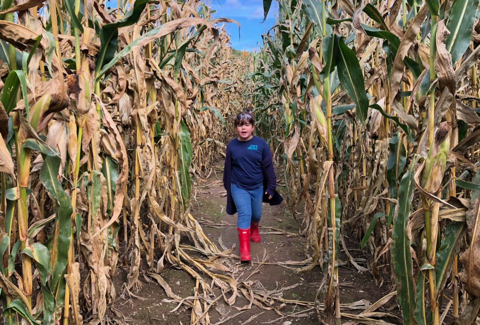 Corn mazes will be packed with puzzlers all weekend. Photo by Ally Noel