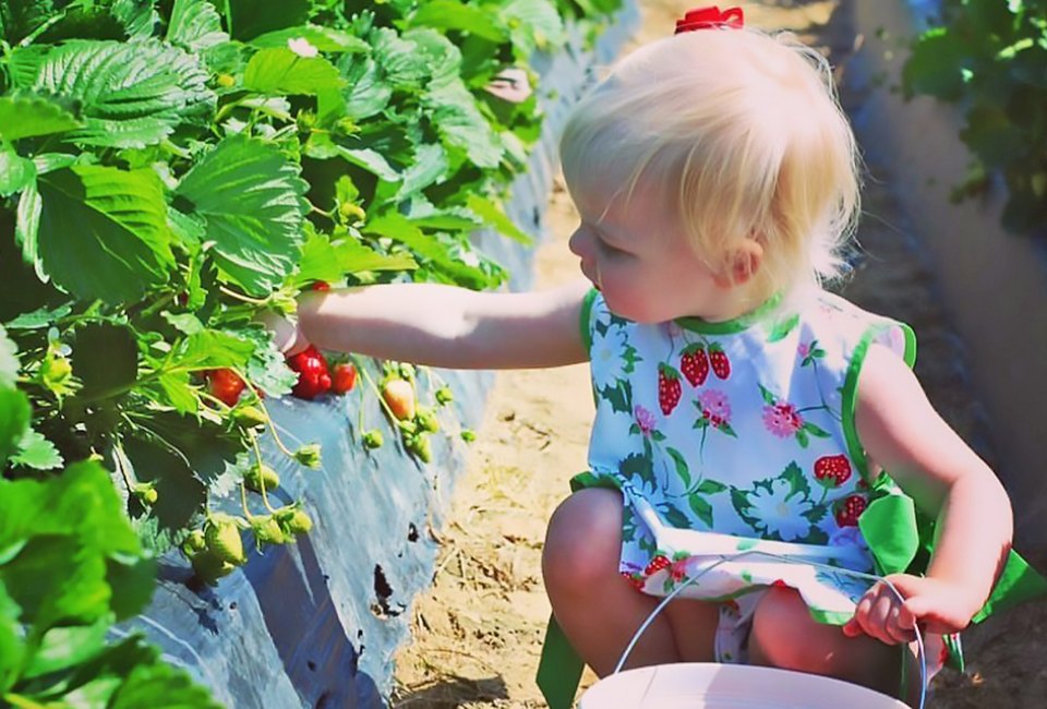 Strawberries. Credit: Washington Farms