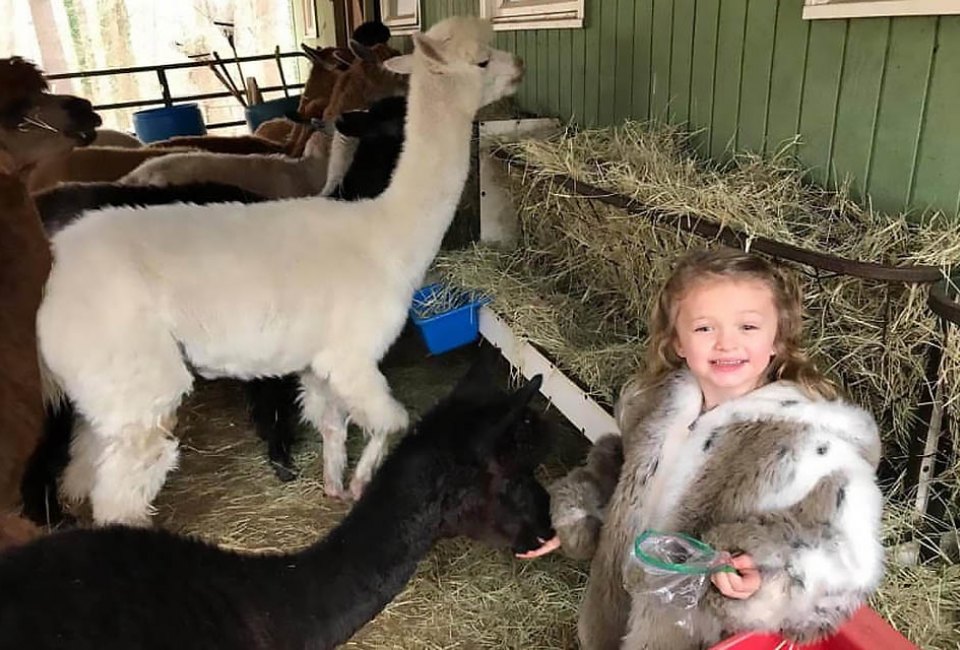 Visit the alpacas  at the 40-acre Creekwater Farm. Photo courtesy of the farm