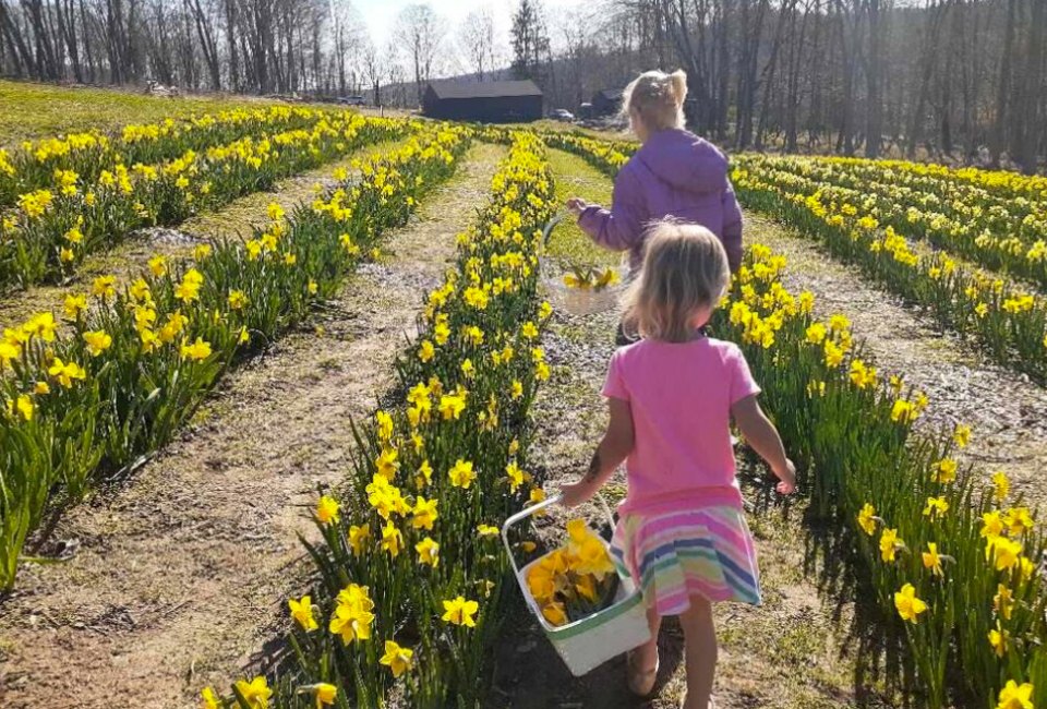Easter Weekend 2023: 18 Things To Do in Connecticut With Kids Easter Weekend 2023 comes to Connecticut, with celebrations of spring. Dancing Daffodils photo courtesy of Halfinger Farms