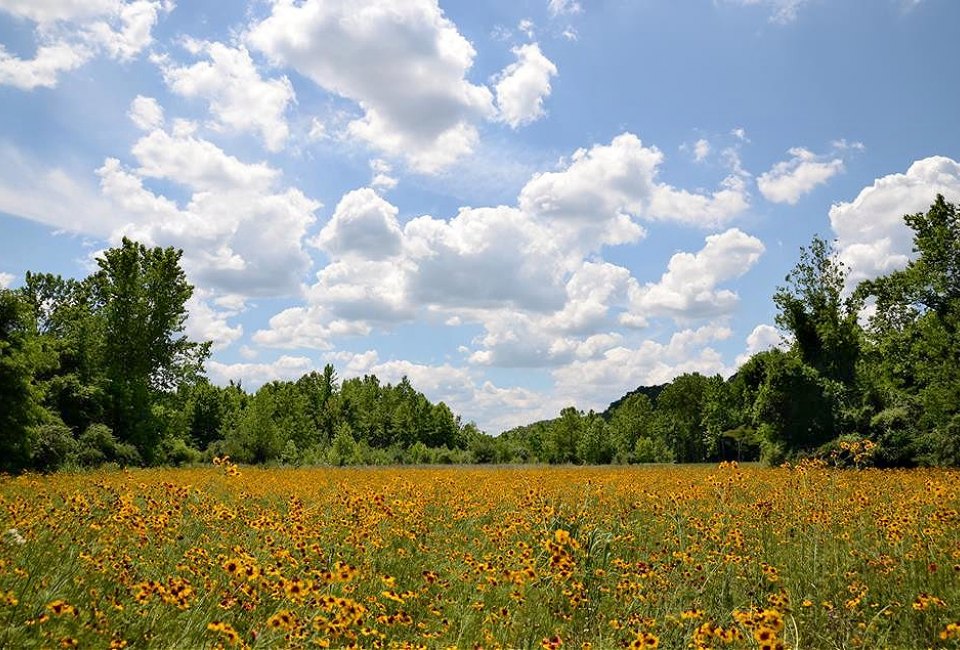 Enjoy the wildflower meadow at Delaware Canal State Park near the Giving Pond. Photo courtesy of PA DCNR