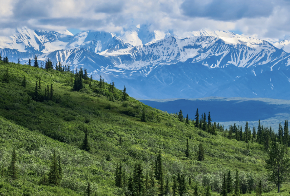 Most families that visit Denali National Park either hop on a non-narrated transit bus to explore the park or book one of the Denali National Park tours.  Photo via Canva