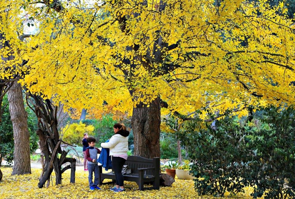 Stroll through vibrant foliage and gardens. Photo courtesy of Descanso Gardens