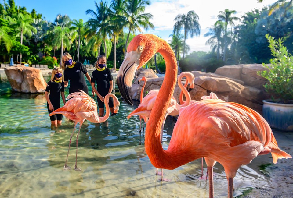 Meet and help feed the gorgeous Caribbean flamingos at Discovery Cove. Photo courtesy Discovery Cove.