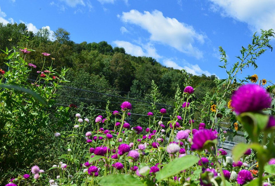 Purple-hued flowers in a pick your own field at The Cutting Garden