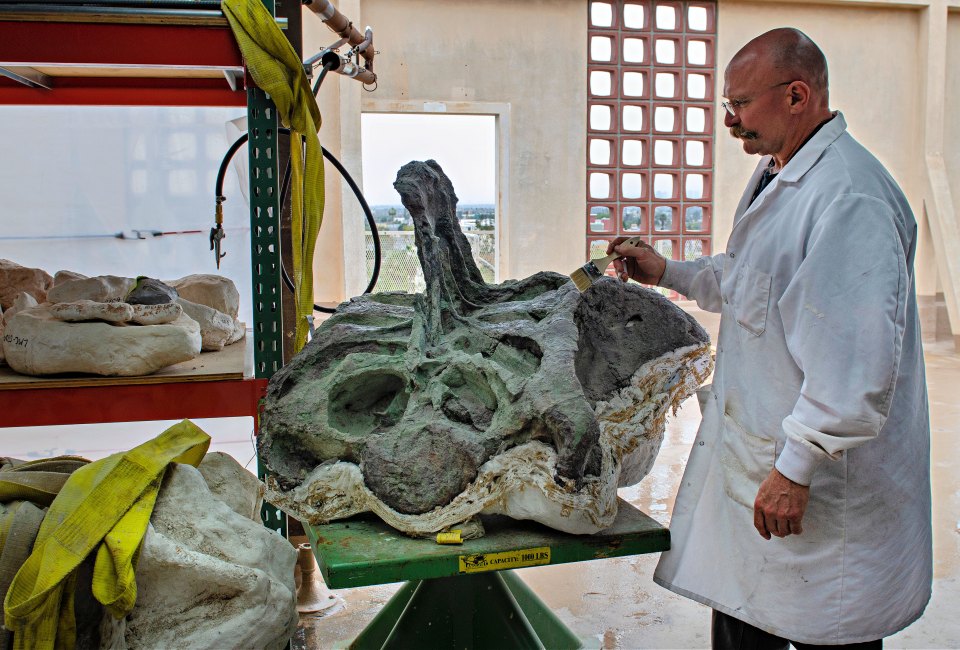 Go behind-the-scenes at Dino Fest. Photo courtesy of the Natural History Museum of Los Angeles County
