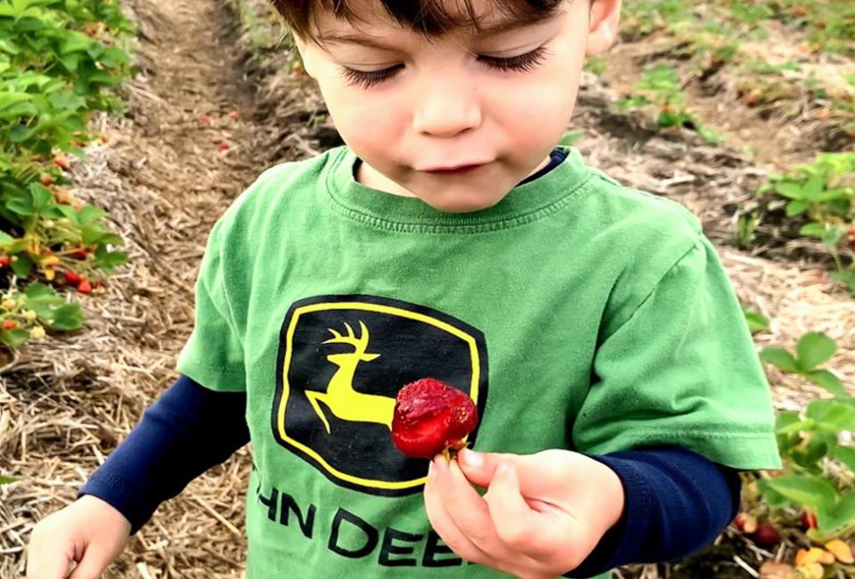 Find the right spot to go strawberry picking in Boston this summer! Photo courtesy of Verrill Farm