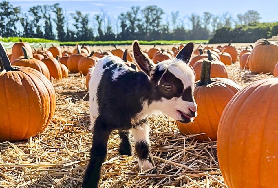 30 Not-So-Scary Halloween Events in Los Angeles for Toddlers and Preschoolers Three sets of goat triplets were born this summer at Underwood, and kids can meet them at the farm! Photo courtesy of Underwood Family Farms, Facebook