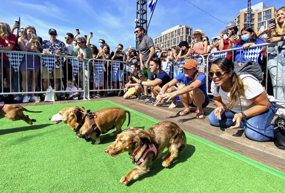 The Weiner 500 Daschund Dash is a fun part of Oktoberfest at the Wharf. Photo courtesy of the Wharf DC