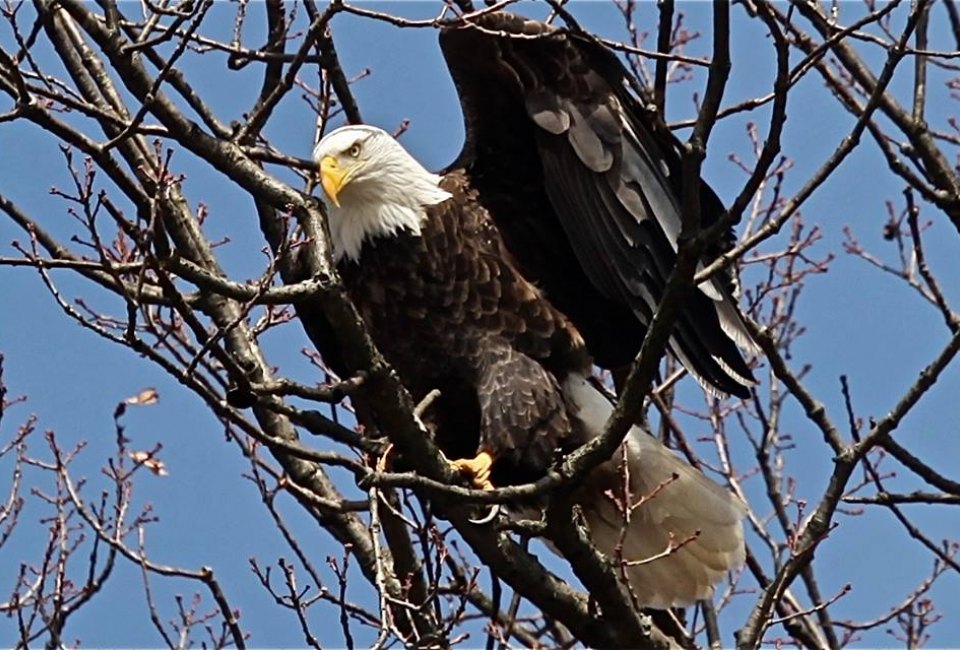 Hudson River EagleFest Photo courtesy of Teatown