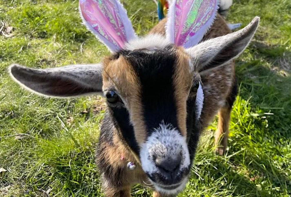 The Easter Bunny (and the Easter Goat) is coming to Connecticut for Easter Weekend 2023 in CT! Easter Egg Hunt and Party photo courtesy of Got Your Goat Farm