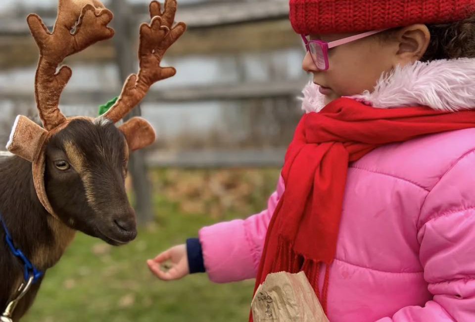Thanksgiving Day Weekend 2023 licks off the holiday season in Connecticut! Reindeer playdates photo courtesy Bradley Mountain Farm, and Lyman Orchards