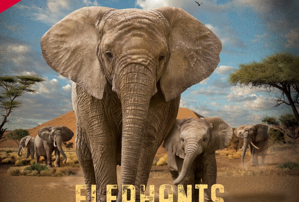 Elephants: Giants of the Desert at the IMAX 3D Theater at the Museum of Discovery and Science