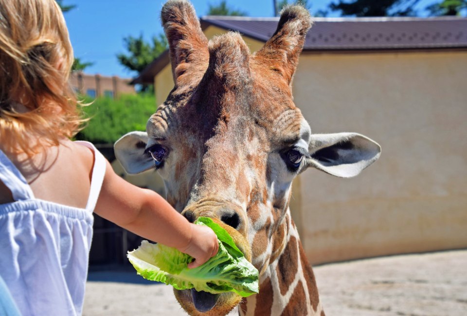Breakfast with the Giraffes is a treat for all! Photo courtesy of Elmwood Park Zoo