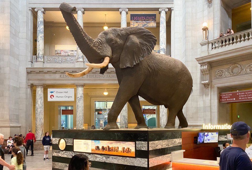 Visiting Smithsonian's National Museum of Natural History in DC with Kids Your kiddos will be in awe of the size of this humongous African elephant I am in awe of its size. Photo by author Lisa Warden