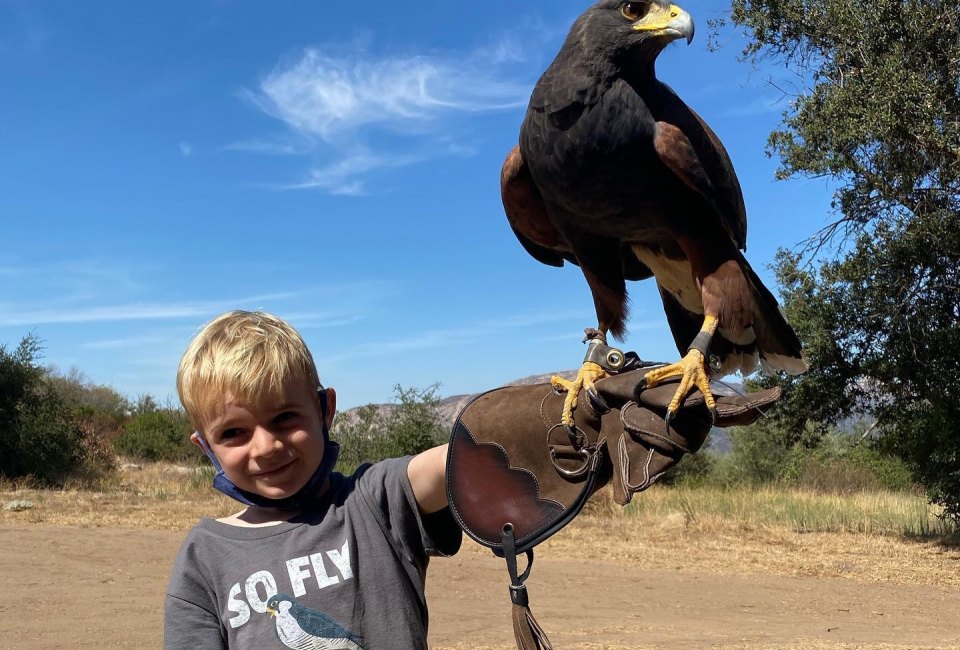 Learn to fly a falcon! Photo courtesy Sky Falconry