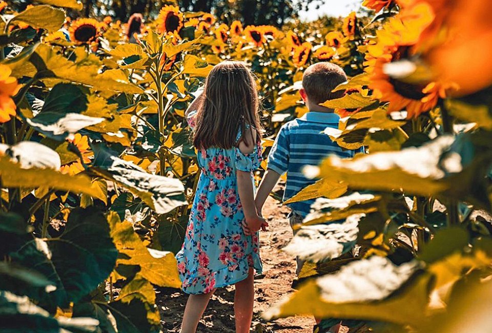 Johnson's Locust Hill Farm is a picture perfect backdrop for a stroll through the sunflowers. Photo courtesy of the farm
