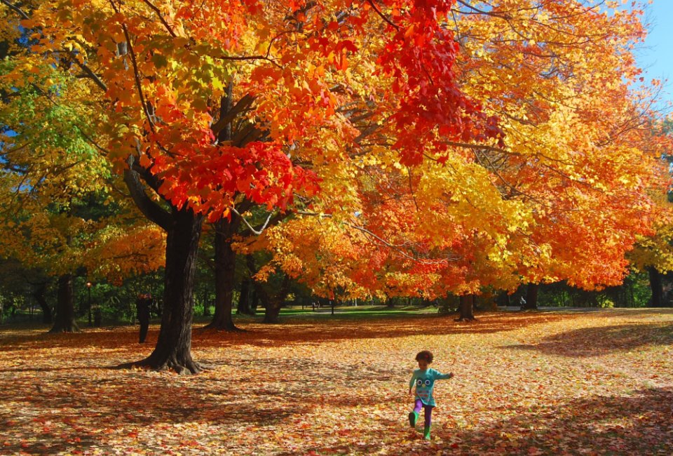 It's fall! Time to gather up some changing leaves for fabulous art projects. Photo by Sara Frazier