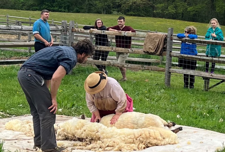 Farm to Fleece: Sheep Shearing & Fiber Arts