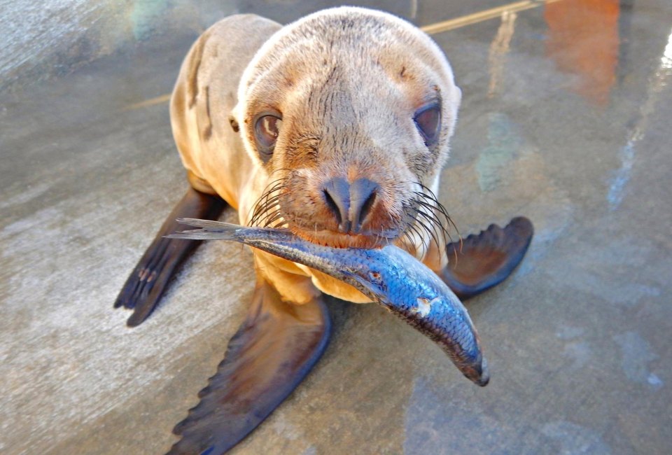 Photo courtesy of the Marine Mammal Care Center