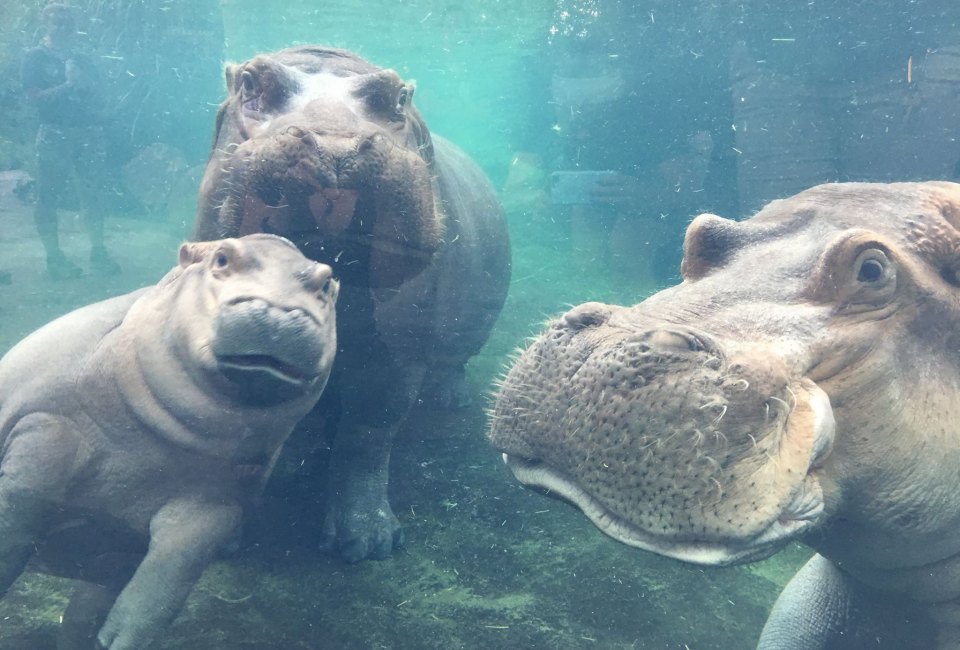 Meet Fiona the famous hippo and her mom and dad at the Cincinnati Zoo. Photo courtesy of the zoo