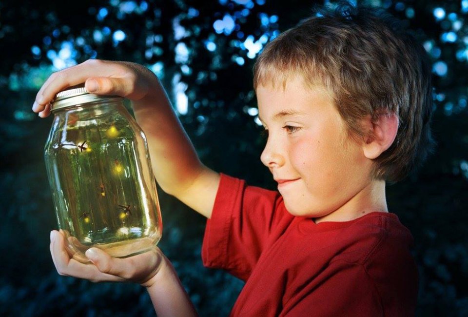 Witness summer’s fireflies lighting up Woodlawn at dusk. Photo courtesy of the cemetery