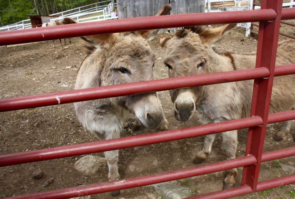 See farm animals up close at Flamig Farm's petting zoo in Simsbury, Connecticut!