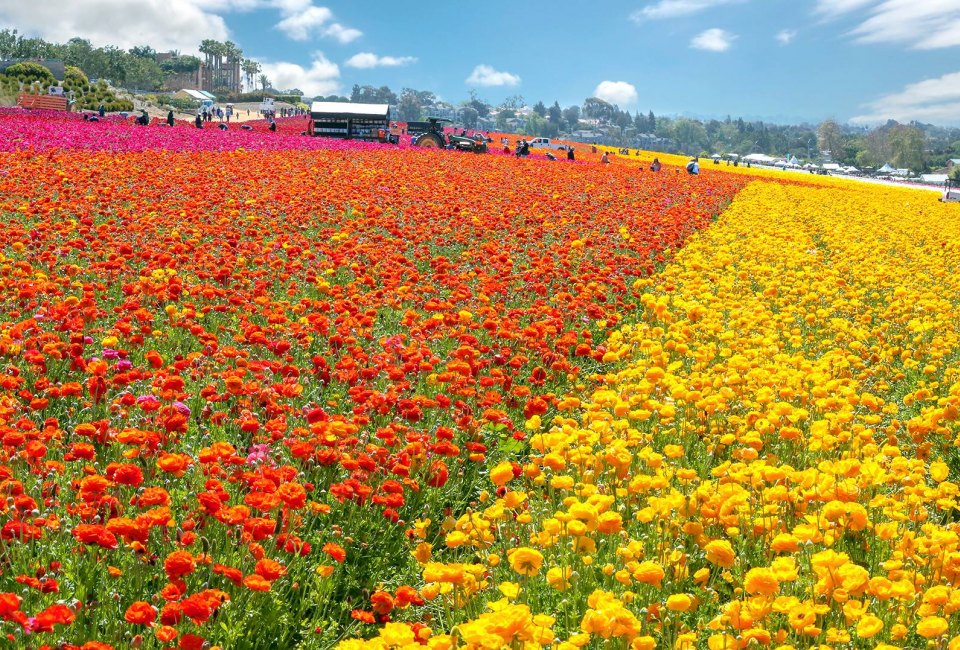 Photo courtesy of The Flower Fields of Carlsbad