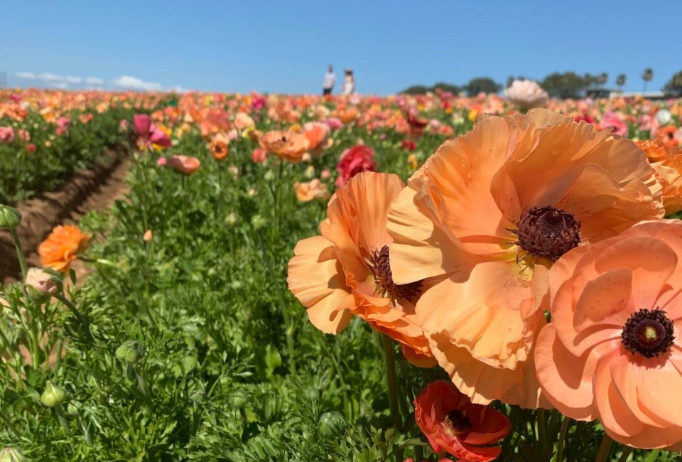Let Mom relax, and enjoy the flowers! Photo courtesy of The Flower Fields at Carlsbad Ranch
