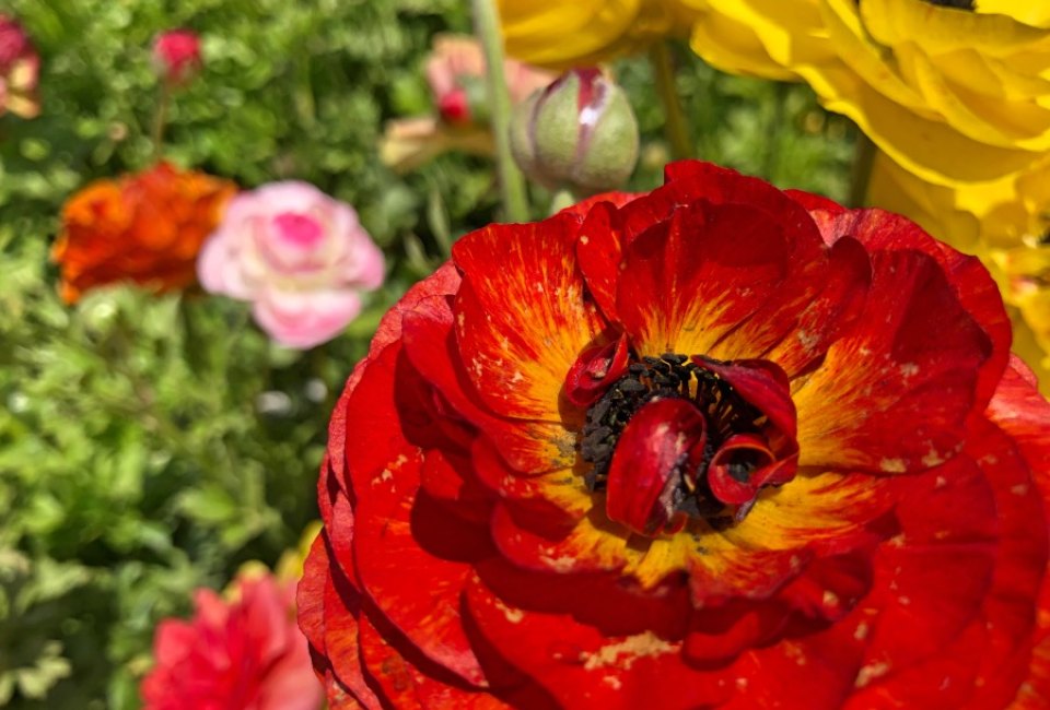 It's one of the last weekend to see the flowers at the Carlsbad Flower Fields.