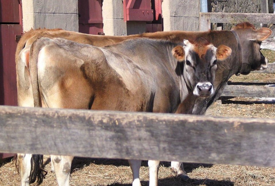 Meet the farm animals, feed the chickens, and explore the historic buildings at Neighbor Day at Fosterfields Historical Farm. Photo by Mommy Poppins