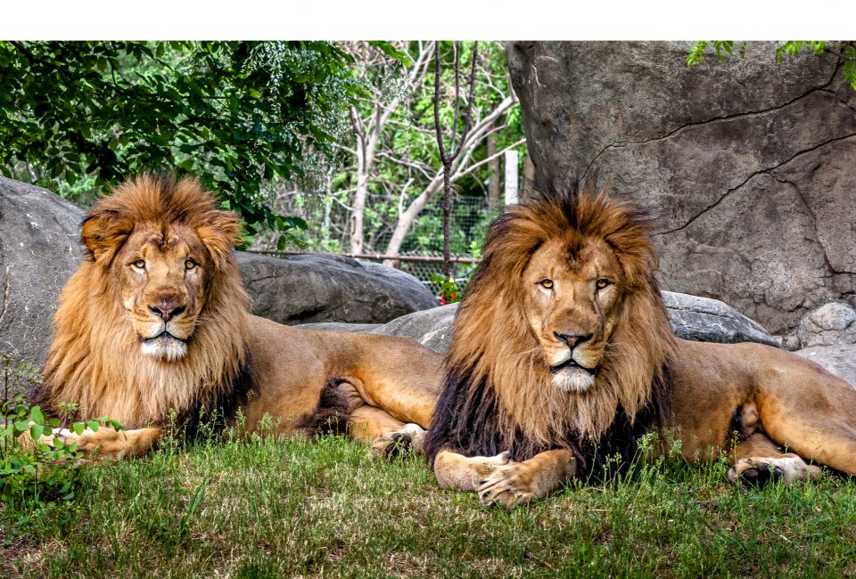 Franklin Park Zoo celebrates lion weekend - visit the Kalahari Kingdom to see the African lion brothers, Dinari & Kamaia. Photo courtesy of Zoo New England