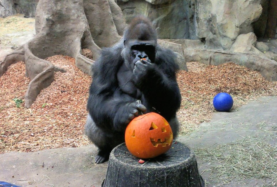 Okie the Gorilla gets in the Halloween spirit. Photo courtesy of Franklin Park Zoo
