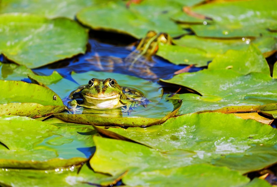 Discovery Day at Barnes Nature Center: Frogs and Tadpoles