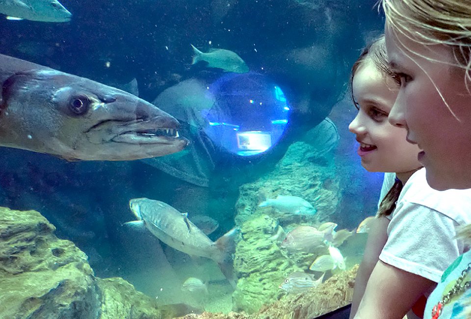 Get close to underwater creatures at the Frost Science Museum's massive aquarium. Photo by Jackie Jones