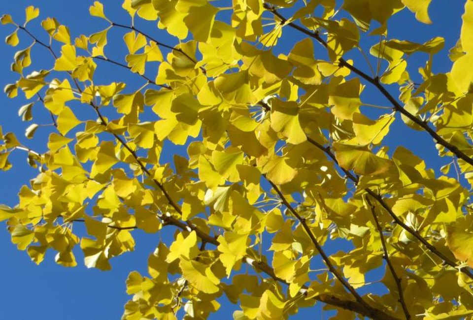 Image of leaves at Arnold Arboretum- fall bucket list for kids.