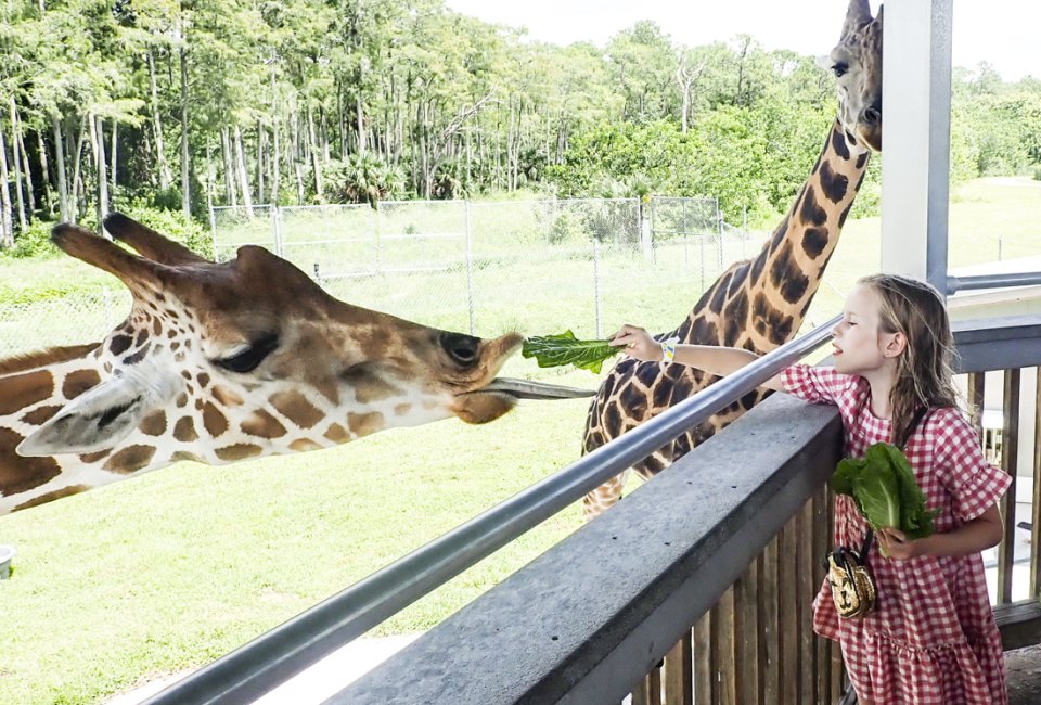 There are more than just lions at Lion Country Safari.