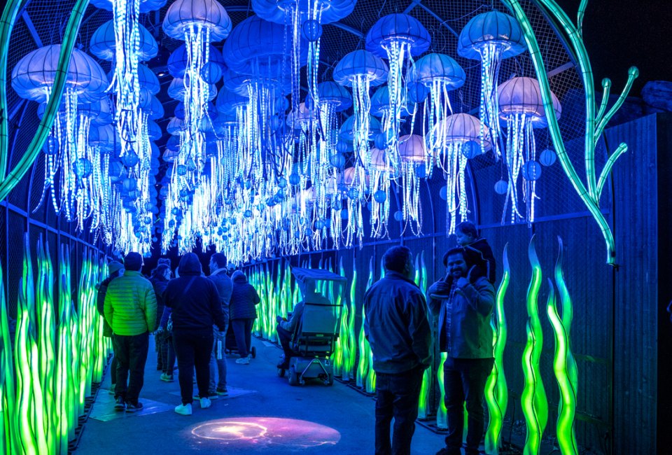 Step into an illuminated experience at Glowfari. Photo by Rachelle Haun, via  Flickr CC BY-NC-ND 2.0