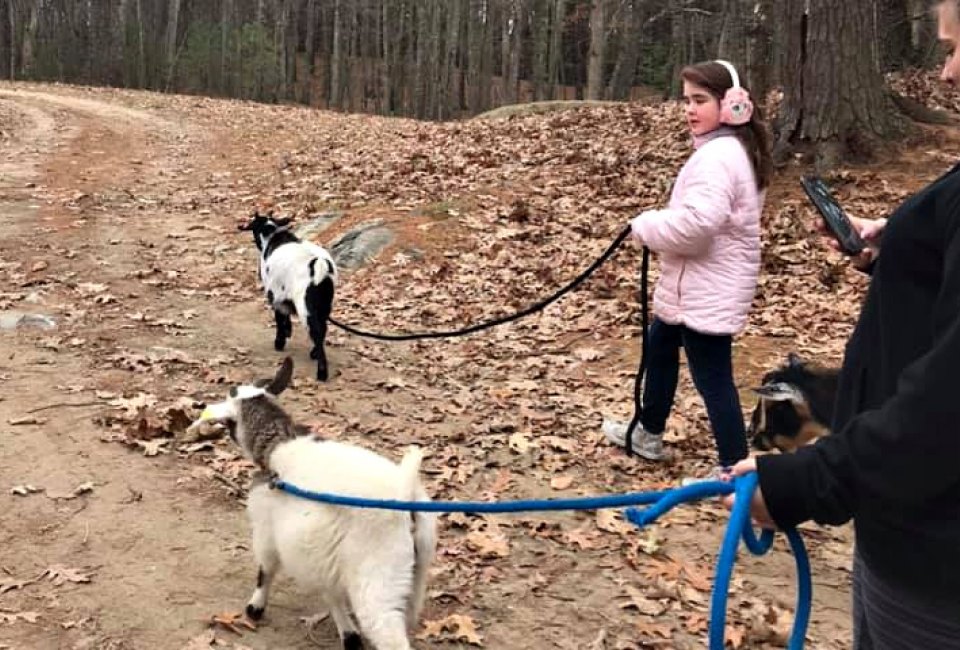 Take a hike....with a goat! Photo courtesy of Goats to Go