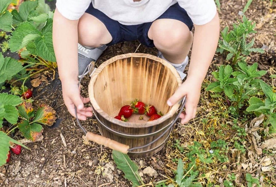 Fill your bucket with the sweetest, freshest berries at area farms. Photo courtesy of Great Country Farms