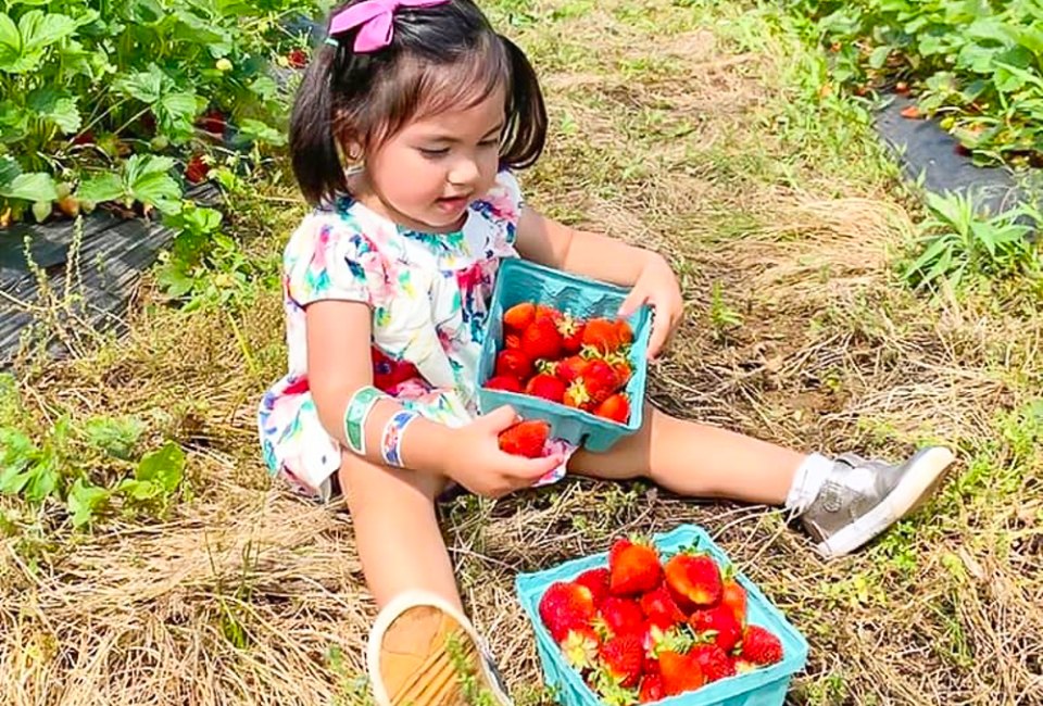 Full up your buckets with juicy red strawberries. Photo courtesy of Great Country Farms