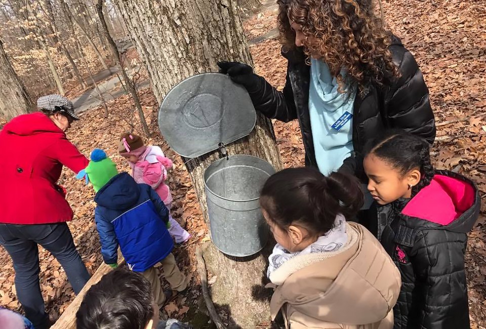 Find out how maples are tapped and try a sample of sweet maple sugar at the Great Swamp Outdoor Education Center. Photo courtesy of the center