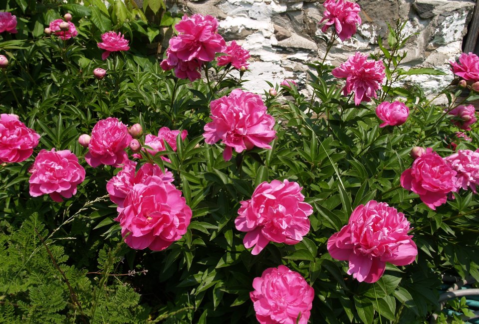 Mount Gulian Hosts Great Estates Garden Tours